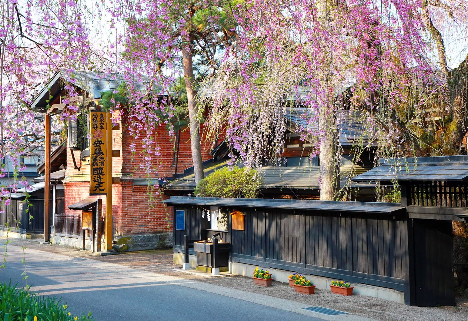 【MISOTIMES】桜の名所「角館」で生まれた秋田みそ / 安藤醸造